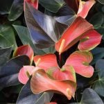 Anthurium Rainbow champion-flower