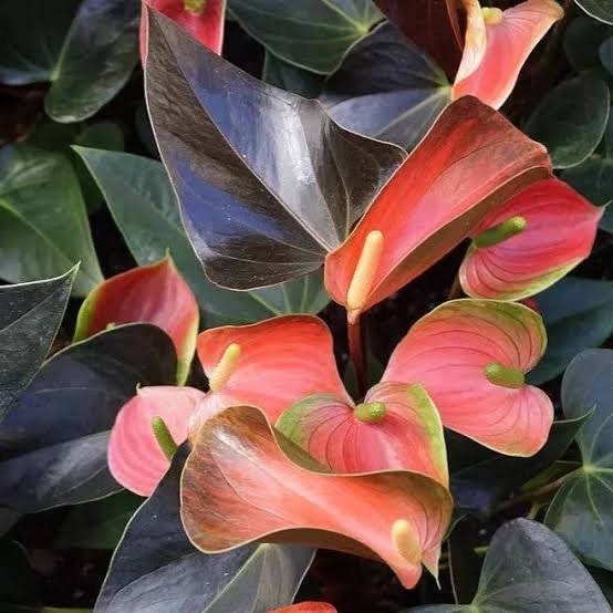 Anthurium Rainbow champion-flower