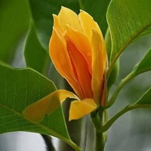 Golden champa