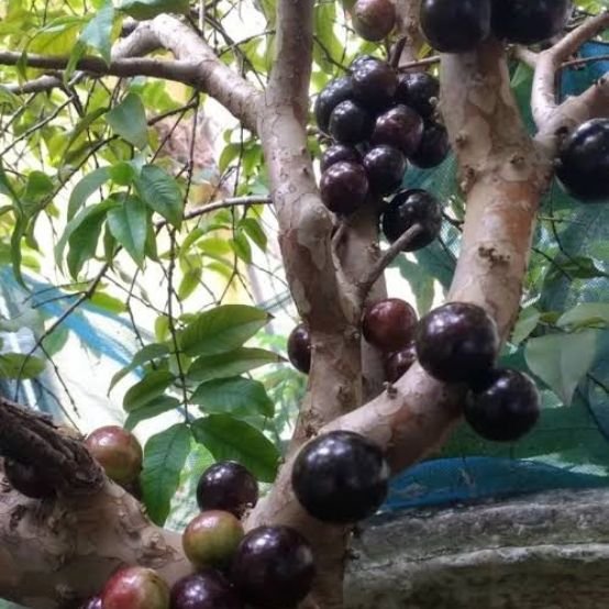 Jaboticaba black fruit