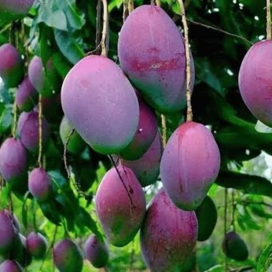 Mango Miyazaki Fruit