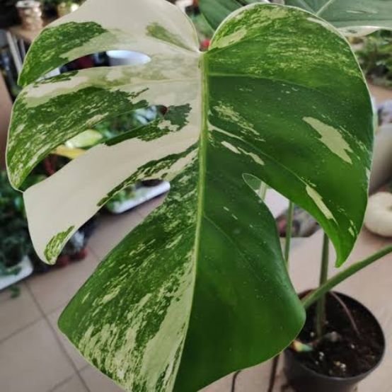 Monstera variegated