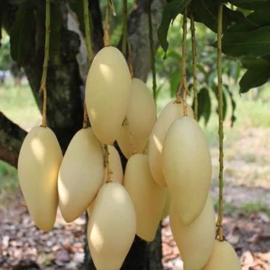 Nam Doc Mai Mango-fruit