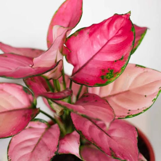 aglaonema pink star