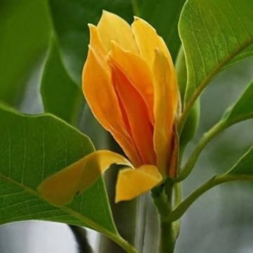 Flowering Trees