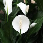 indoor peace lily