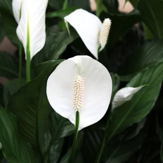 indoor peace lily