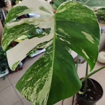 Indoor Plants