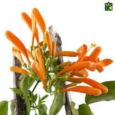 bignonia venusta