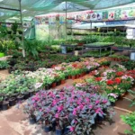 best nursery in india